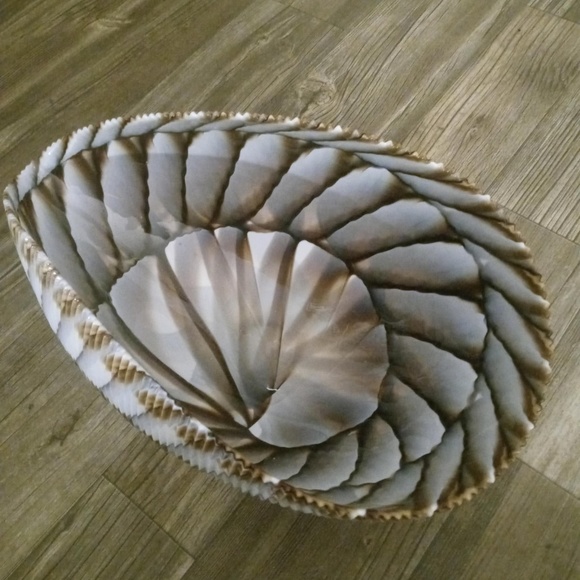 Glass Shell - Picture 1 of 2